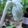 Ghost Pipe Tincture for sale